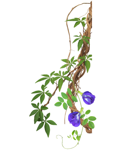 vine_imgone